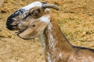 Chèvre Anglo-nubienne